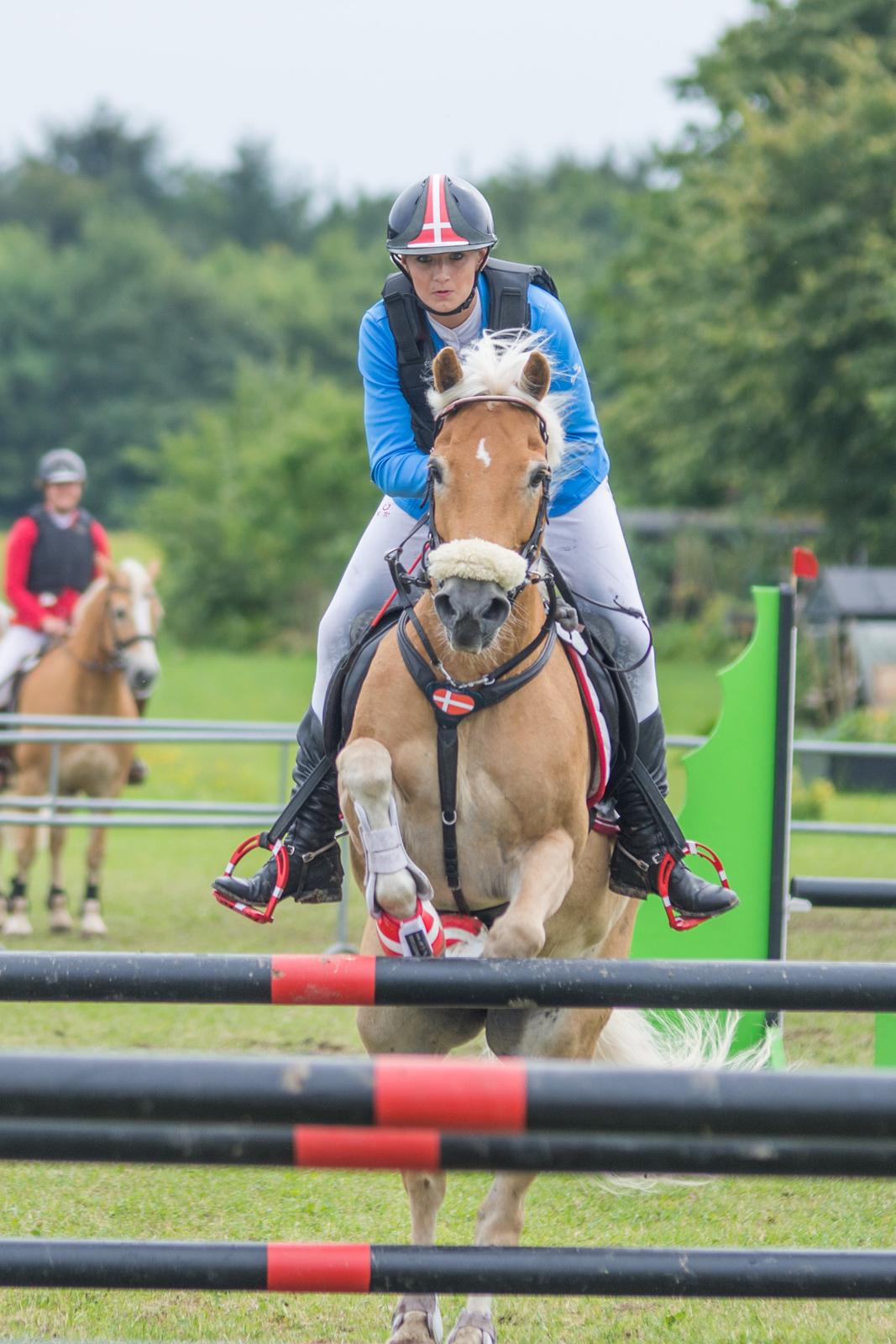 Haflinger Bella i cypressegård billede 14