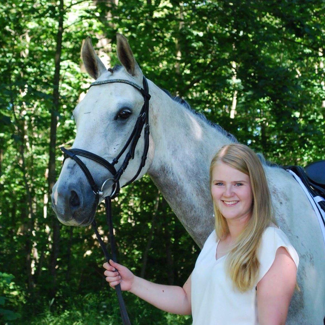 Dansk Varmblod Saxo Special - Elsker den hest så højt! Min smukke, smukke stjerne.  billede 4