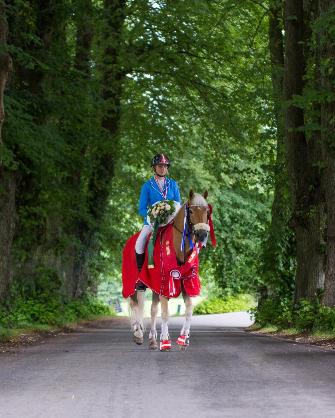 Haflinger Bella i cypressegård billede 9