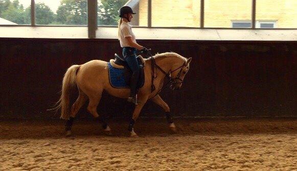 Palomino Asterix billede 15