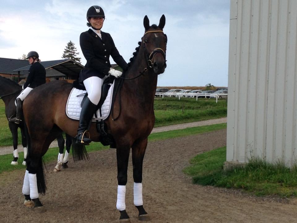 Trakehner Kattavango billede 7