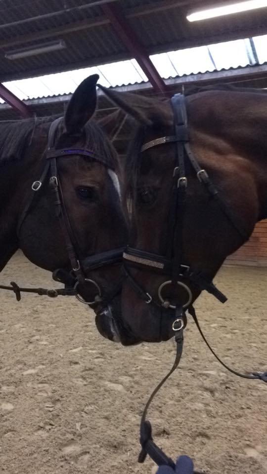 Trakehner Kattavango billede 3