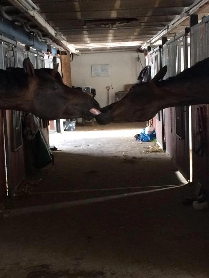 Trakehner Kattavango billede 1