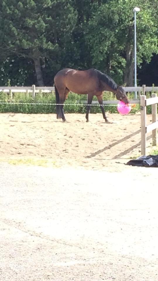 Trakehner Kattavango billede 4