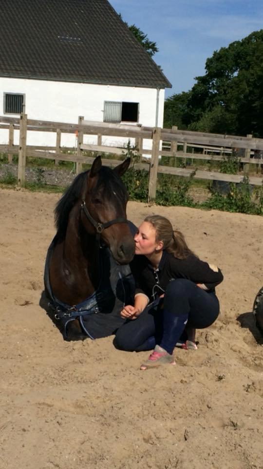 Trakehner Kattavango billede 5