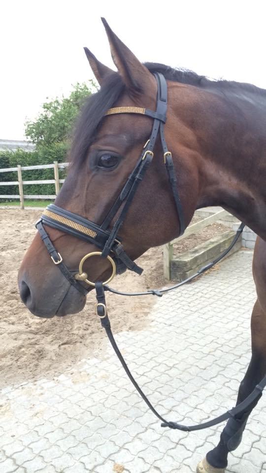 Trakehner Kattavango billede 10