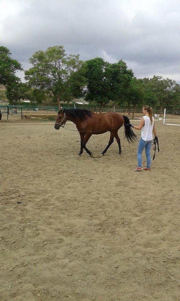 Pura Raza Española Cody (Lagartijo XXXVI) billede 12