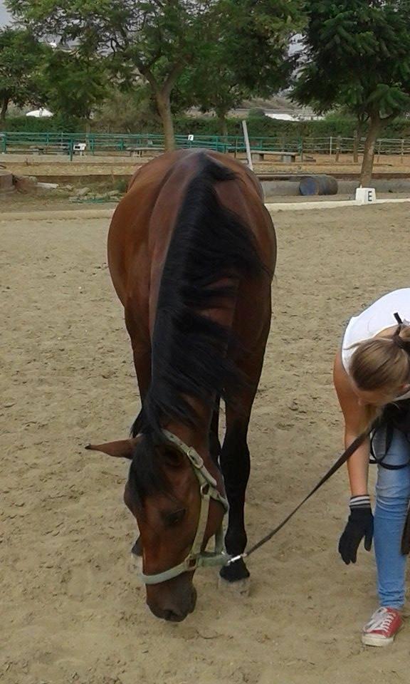 Pura Raza Española Cody (Lagartijo XXXVI) billede 13