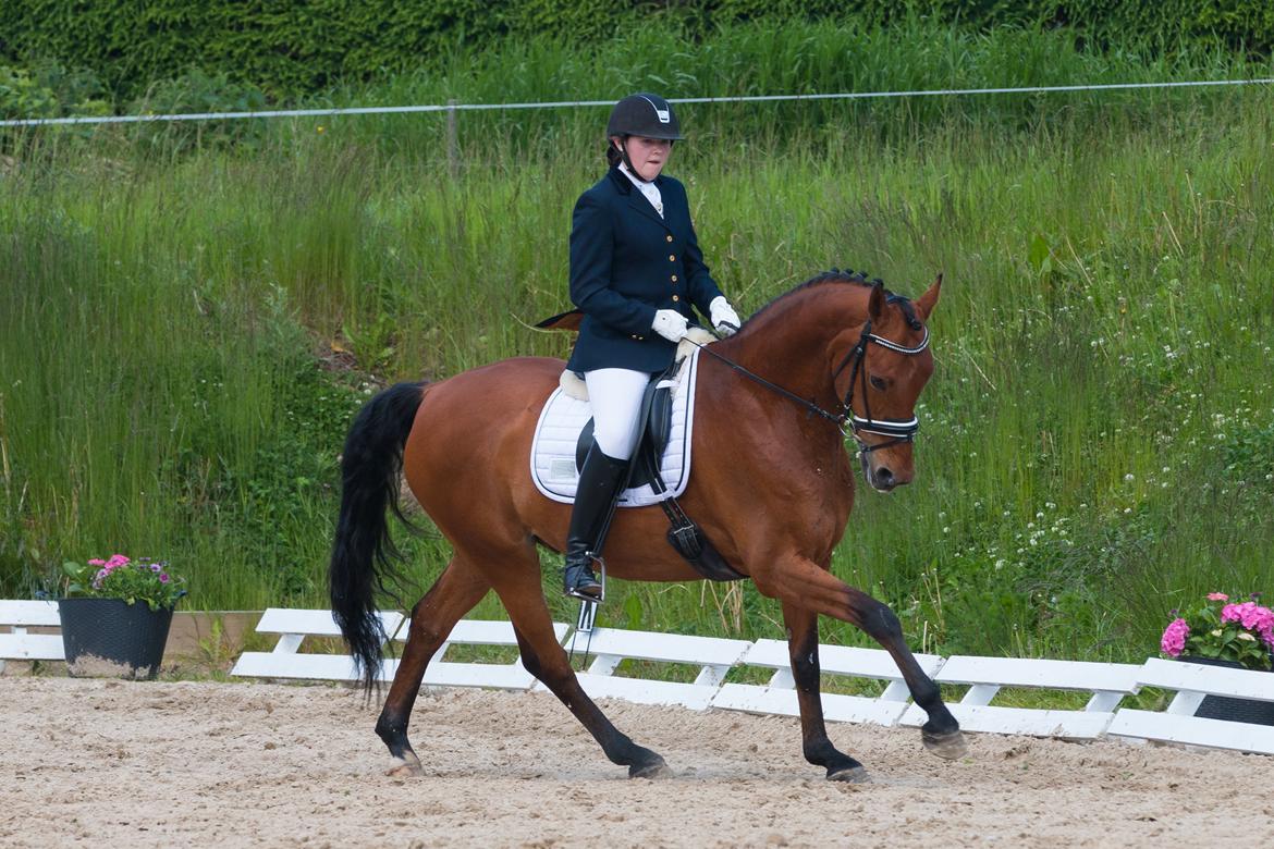 Anden særlig race Archibald - Foto: Cecilie Graversen billede 9