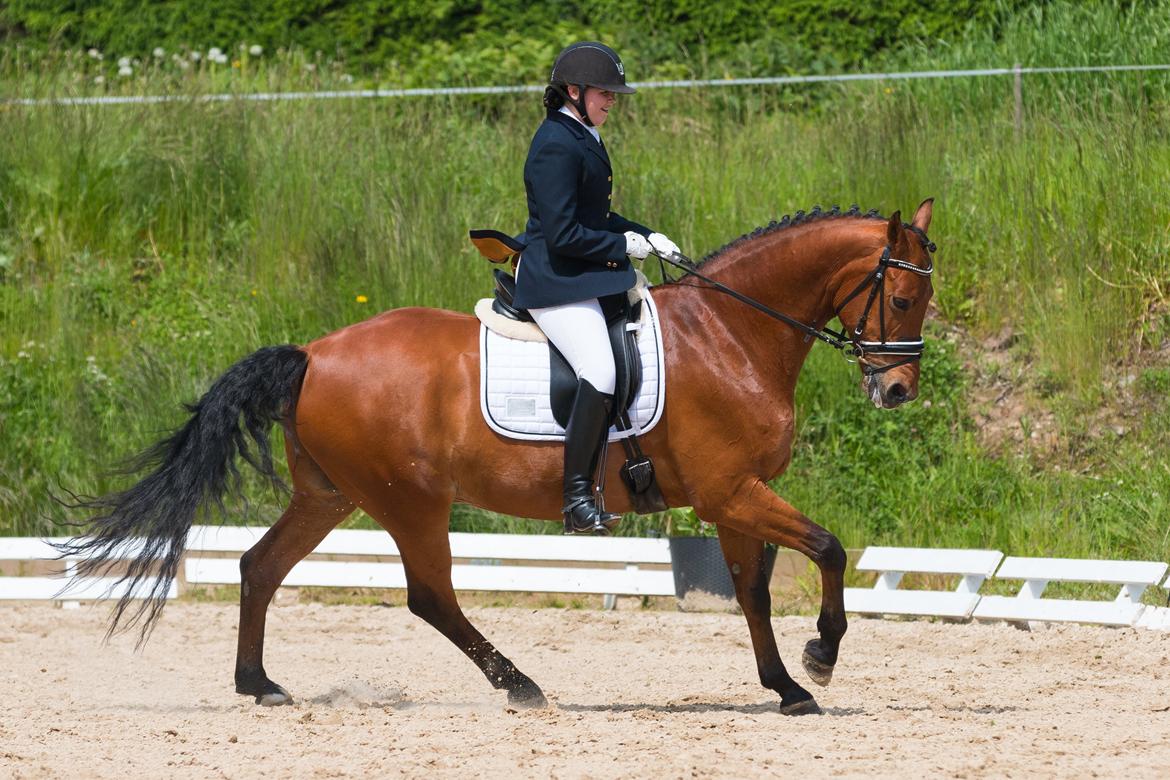Anden særlig race Archibald - Foto: Cecilie Graversen billede 11