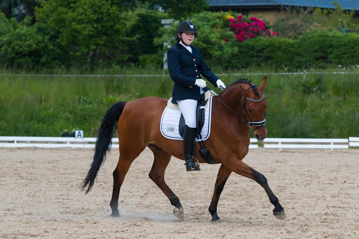 Anden særlig race Archibald - Foto: Cecilie Graversen billede 15