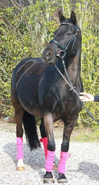 New Forest Remontes black beauty - Altid smuk <3  billede 14