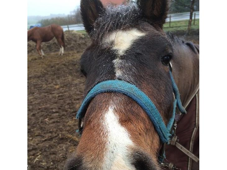 {{currentPhoto.altText}} billede {{currentPhoto.number}}