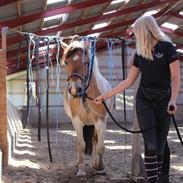 Anden særlig race Monak