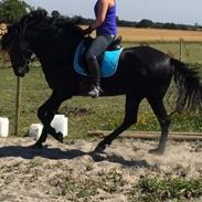 Minorquin Xé ( Manse )