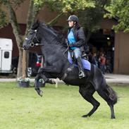 Minorquin Xé ( Manse )