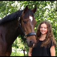 DSP Jestis Aristoteles