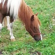 Anden særlig race Picasso´s pippi