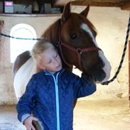 Anden særlig race Picasso´s pippi