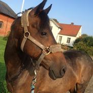 Welsh Partbred (Sec F) Fiskergaardens tannic