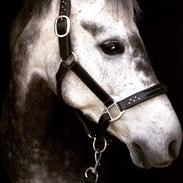 Sportsaraber (A) Adonis