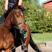 Trakehner Heart-core
