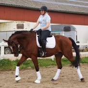 Dansk Varmblod Villumhøjs Picasso