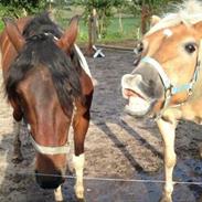 Haflinger Tessie (Tess)