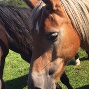 Haflinger Tessie (Tess)