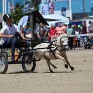 Amerikansk Miniature Teglmosens Sundance Whiz