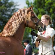 Welsh Pony af Cob-type (sec C) Thers Royal Rooster (Mandse)