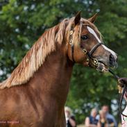 Welsh Pony af Cob-type (sec C) Thers Royal Rooster (Mandse)