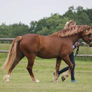 Welsh Pony af Cob-type (sec C) Thers Royal Rooster (Mandse)