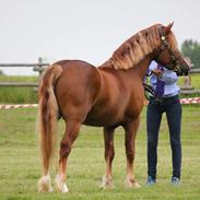 Welsh Pony af Cob-type (sec C) Thers Royal Rooster (Mandse)