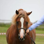 Welsh Pony af Cob-type (sec C) Thers Royal Rooster (Mandse)