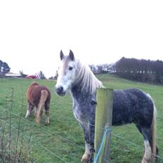 Tinker Manse (Tidligere Conn)