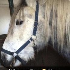 Tinker Manse (Tidligere Conn)