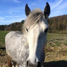 Tinker Manse (Tidligere Conn)