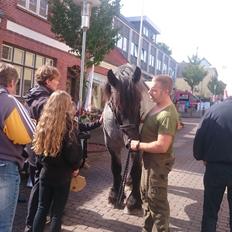 Belgier Bormosens Herkules