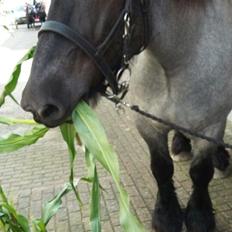 Belgier Bormosens Herkules