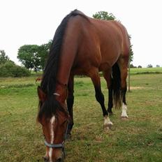 Anden særlig race Aslan