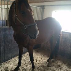 Anden særlig race Aslan