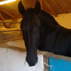 Minorquin Ailia Ranolia