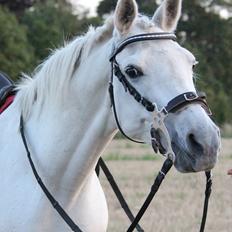 Sportsaraber (A) Jacklyn