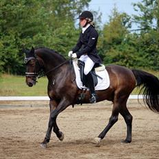 Tysk Sportspony Caruso - min pony! B -pony