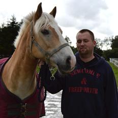 Haflinger Altros van de "kruusdellen"
