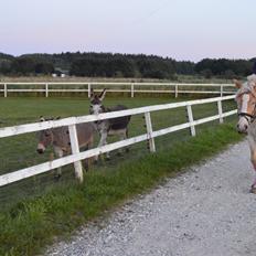 Haflinger Altros van de "kruusdellen"