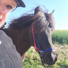 Islænder Gletta fra Puglund 