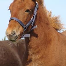 Islænder Litla Saga fra Østervang