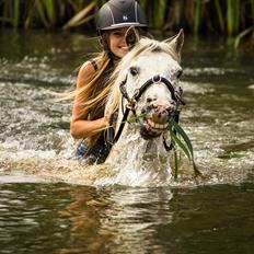 Anden særlig race Felix